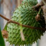 Corossol : quels bienfaits et comment en bénéficier ?